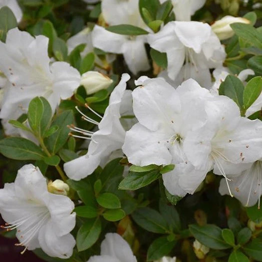 Autumn Angel Azalea