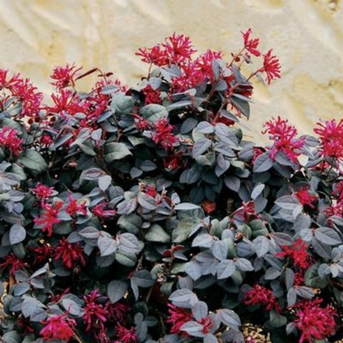 Chang Nian Hong Loropetalum