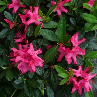 Autumn Sundance Azalea