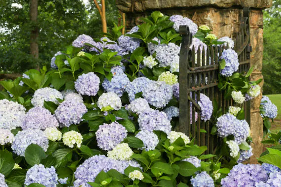 Big Daddy Hydrangea