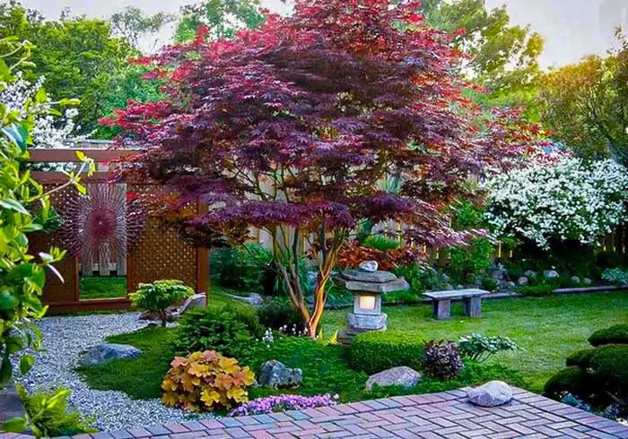 Bloodgood Japanese Maple