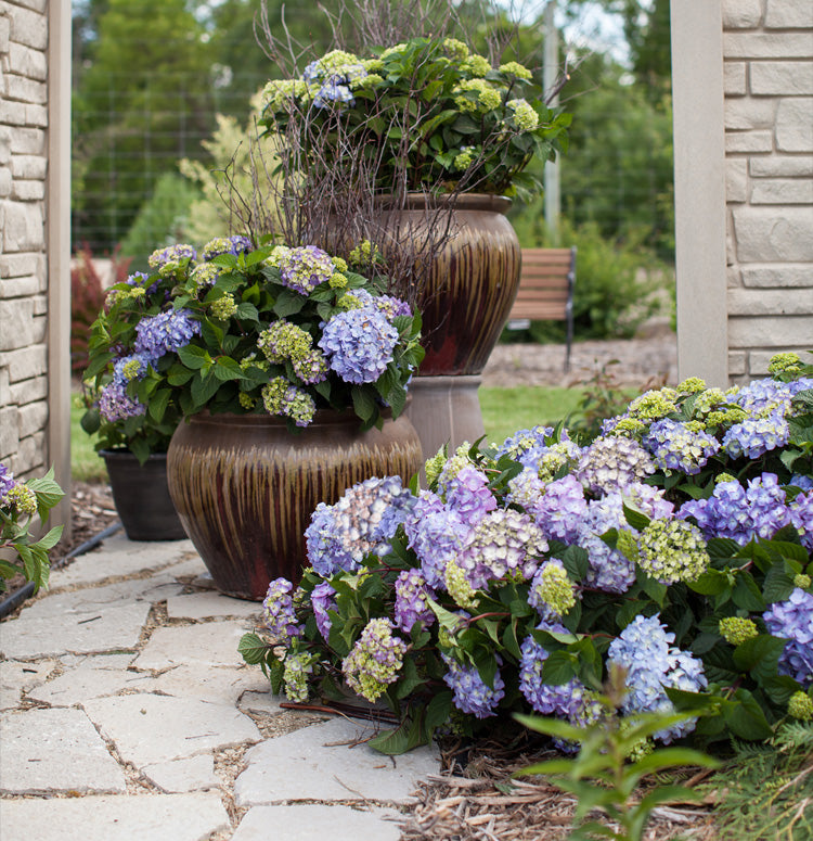 BloomStruck Hydrangea