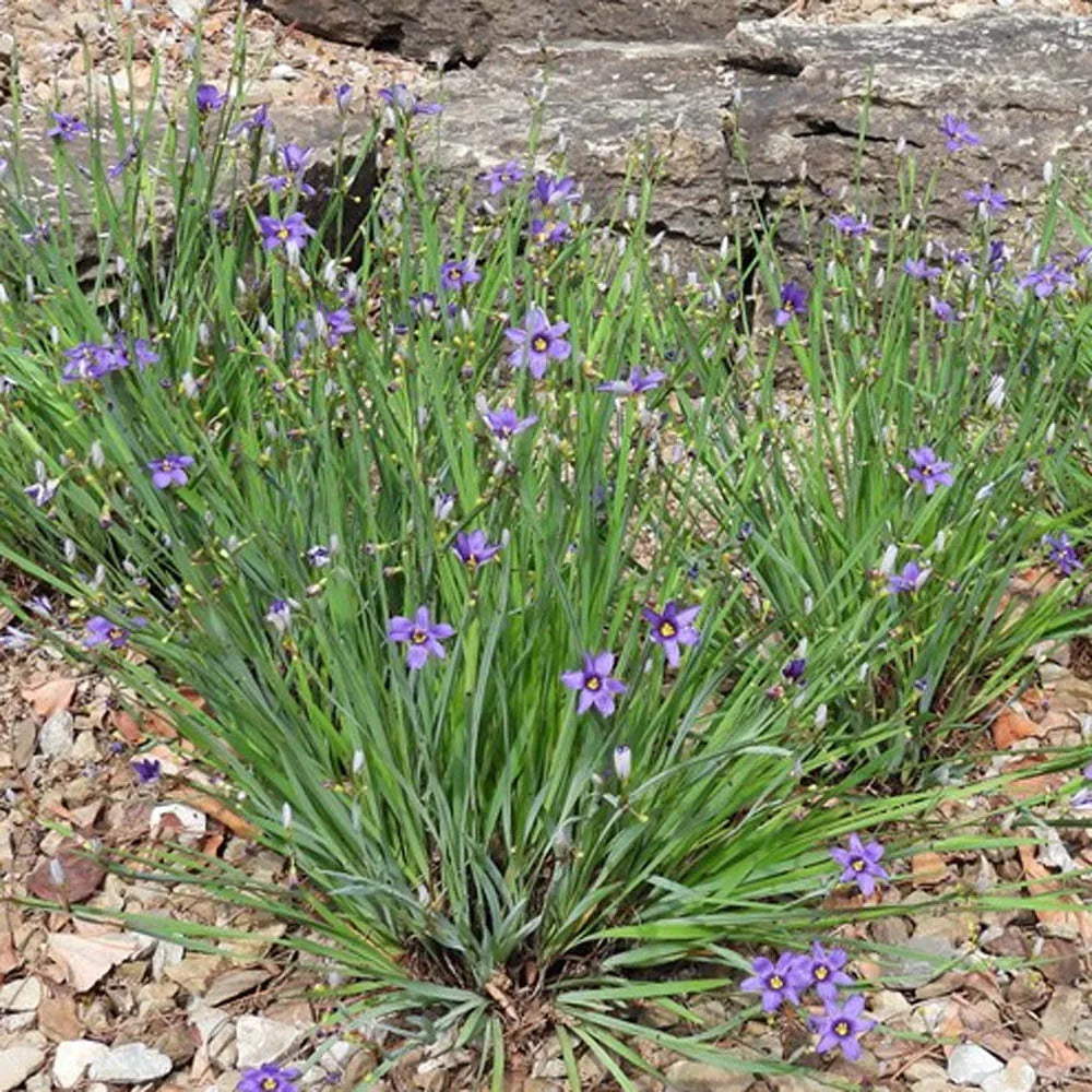 Blue-eyed Grass