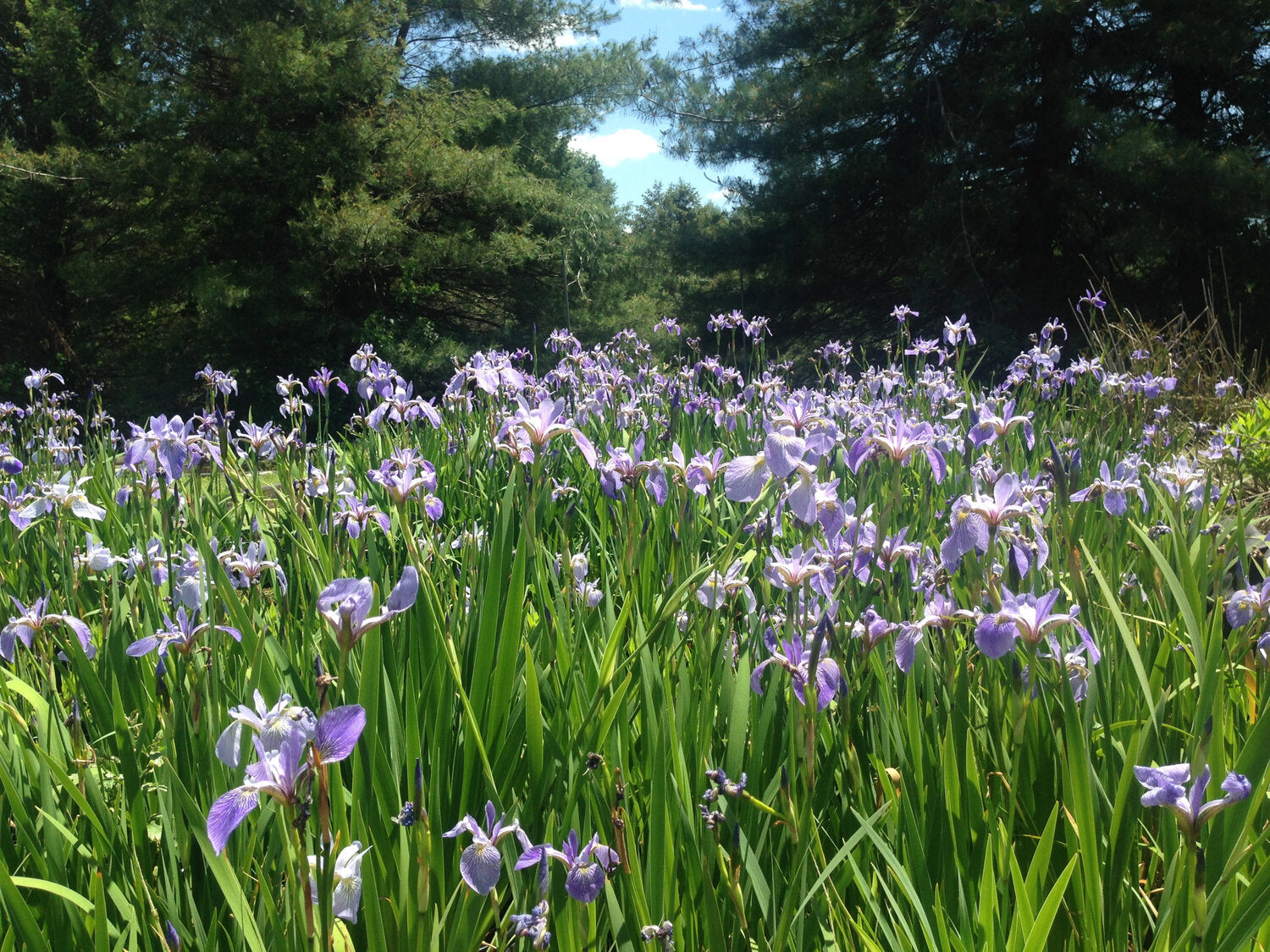 Blue Flag Iris