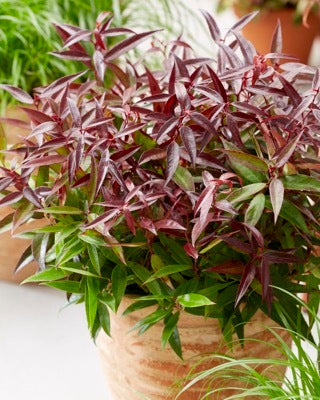 Burning Love Fetterbush