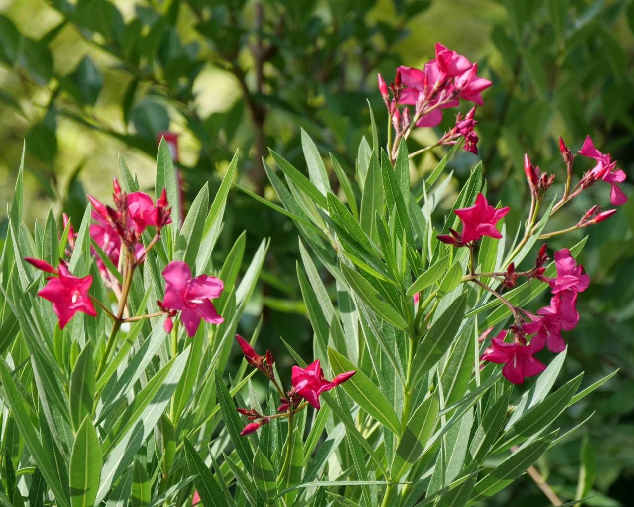Calypso Oleander