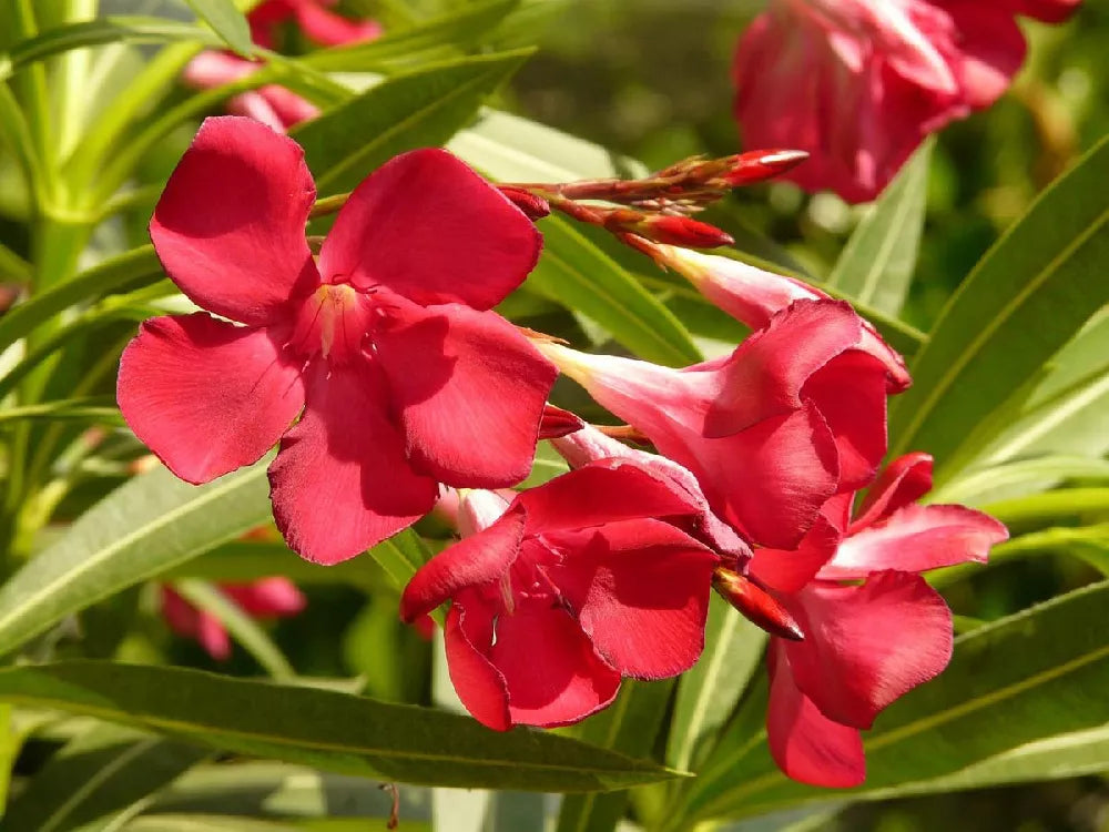 Cardinal Red Oleander