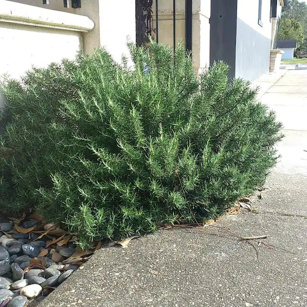 Chef's Choice Rosemary