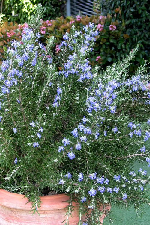 Chef's Choice Rosemary