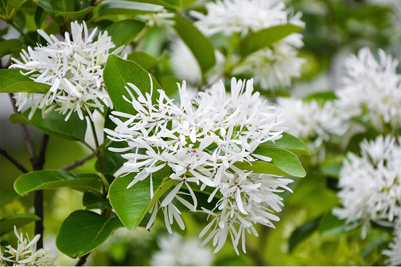 Chinese Fringetree