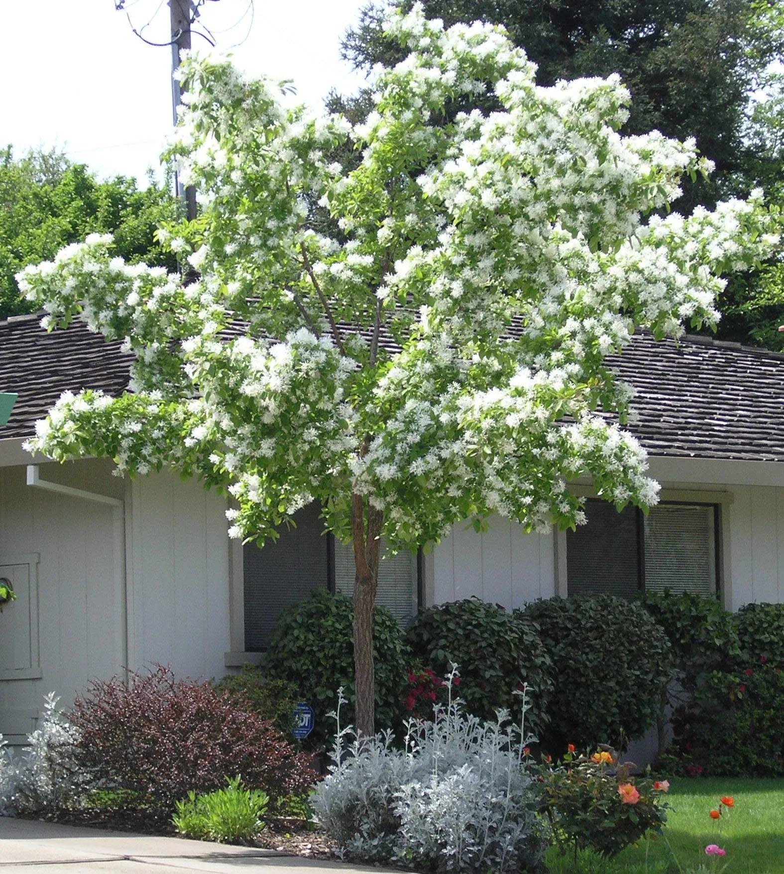 Chinese Fringetree