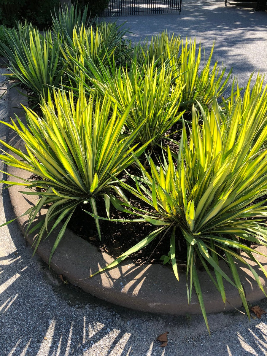 Color Guard Yucca