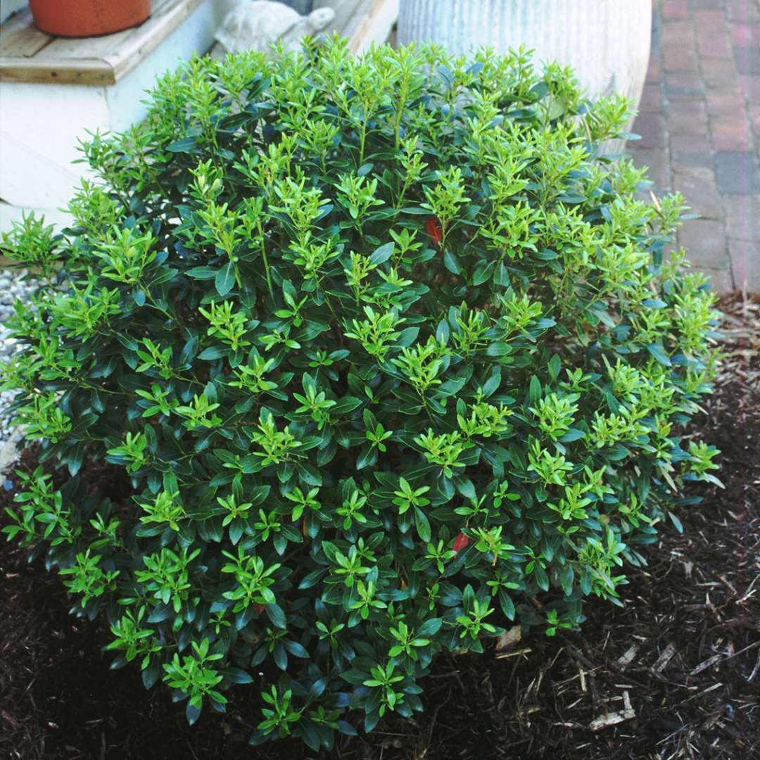 Compacta Inkberry