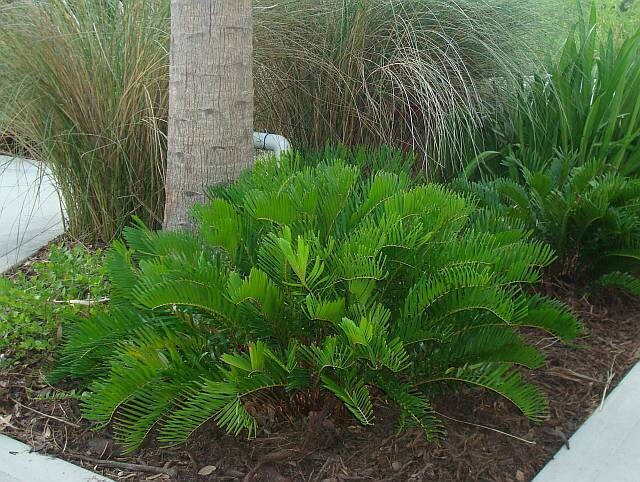 Coontie Palm