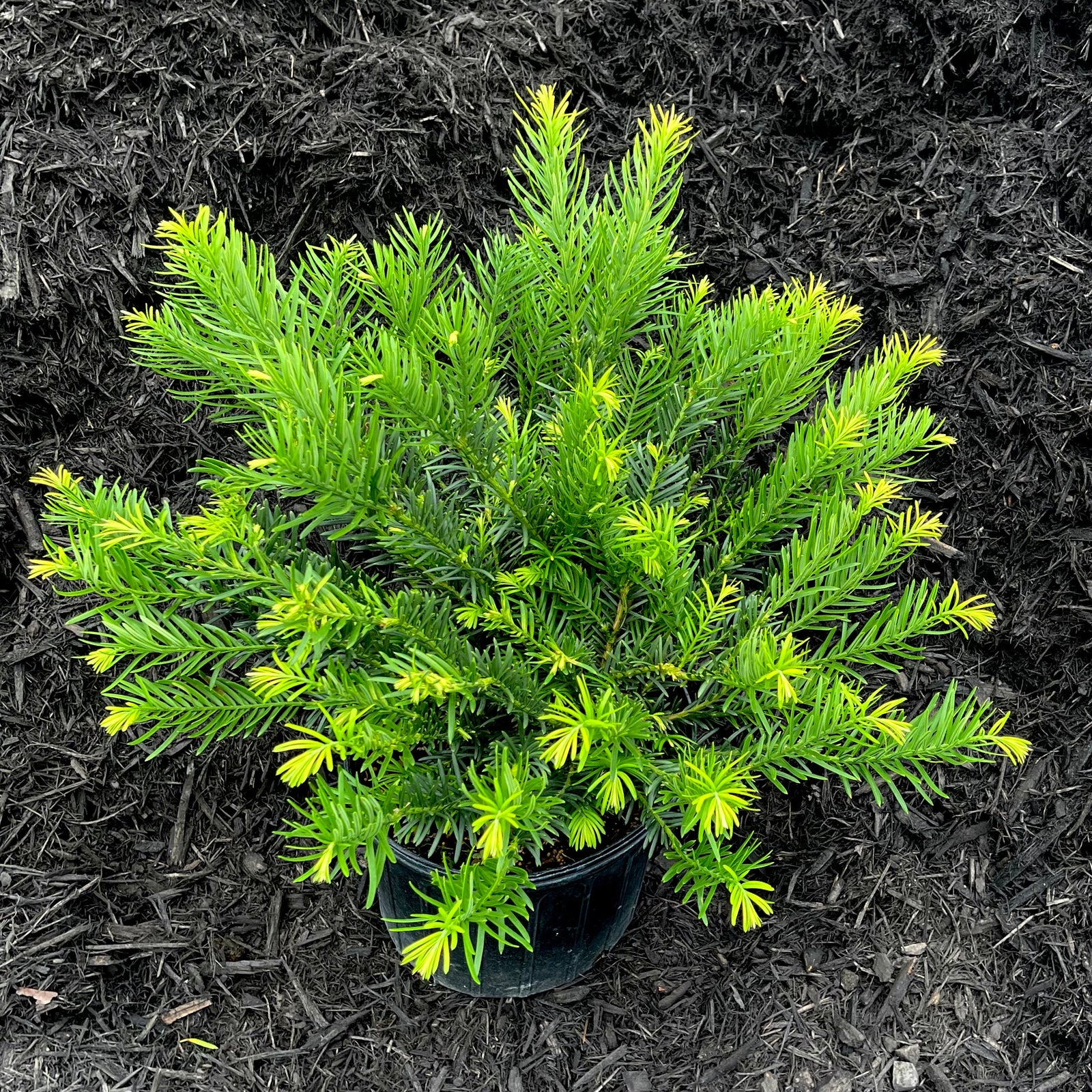 Drupacea Japanese Plum Yew