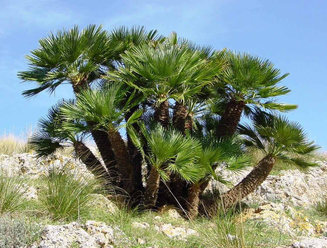 European Fan Palm