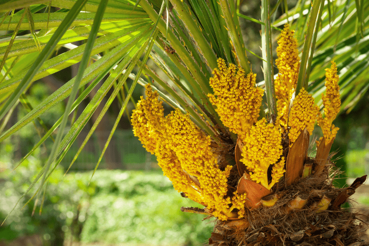 European Fan Palm