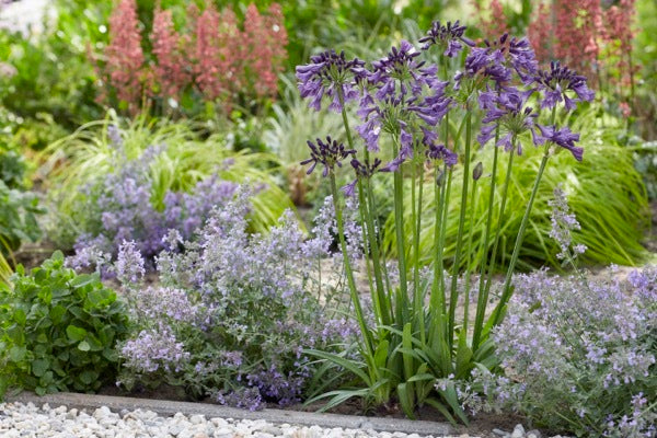 Ever Amethyst Agapanthus