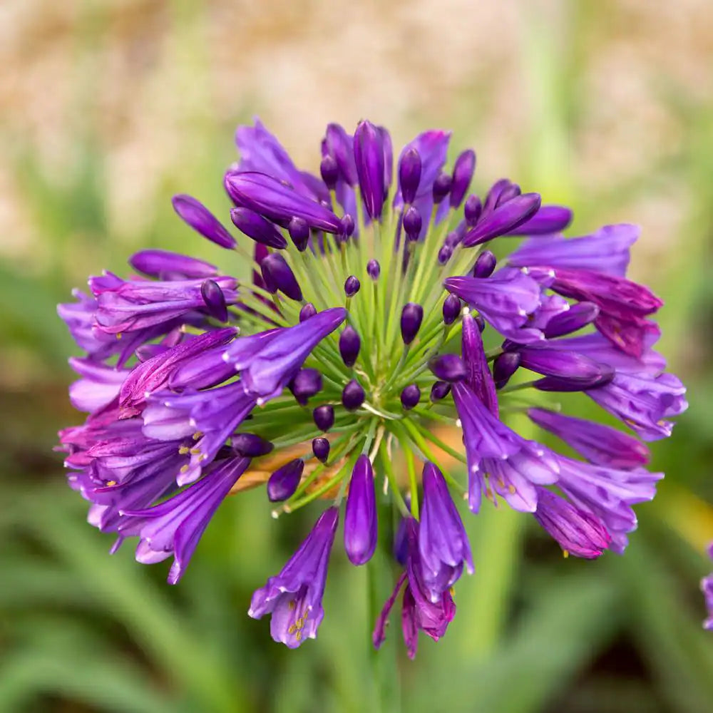 Ever Amethyst Agapanthus