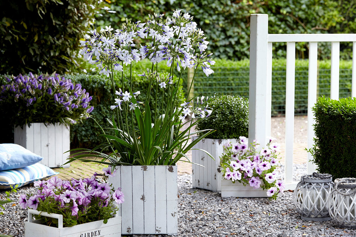 Ever Twilight Agapanthus
