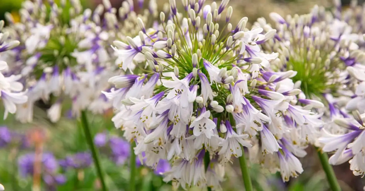 Ever Twilight Agapanthus