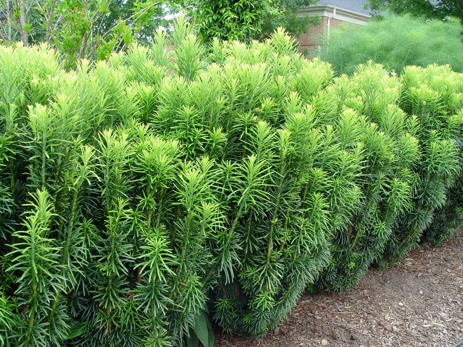 Fastigiata Japanese Plum Yew