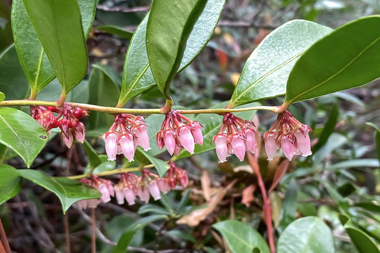 Fetterbush