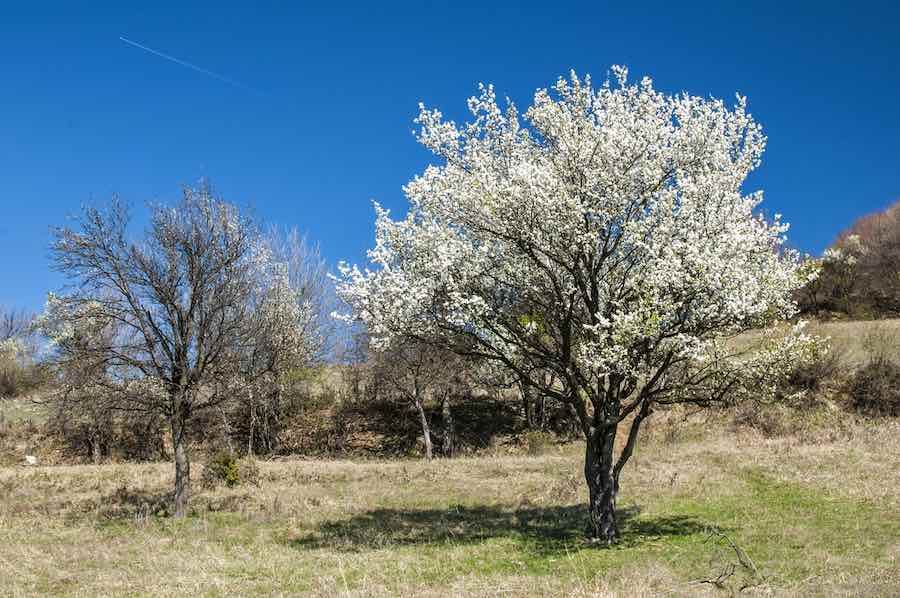 Flatwoods Plum