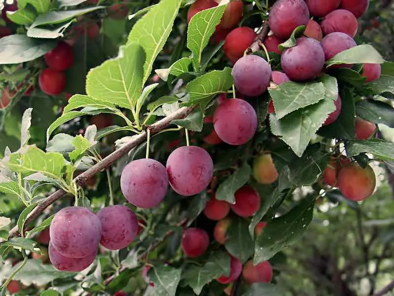 Flatwoods Plum
