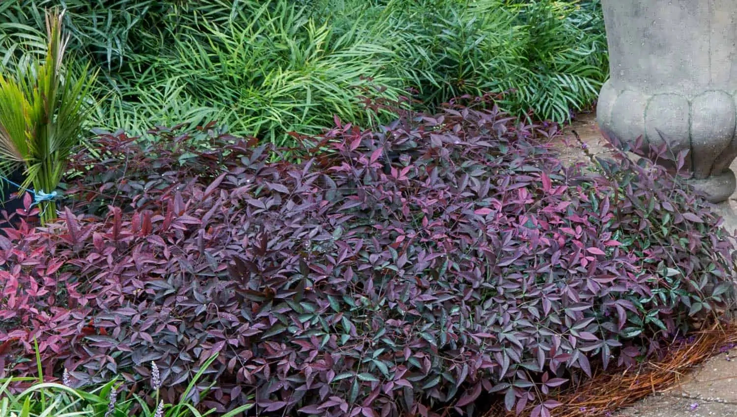 Flirt Nandina