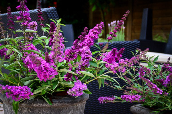 Tutti Fruitti Butterfly Bush