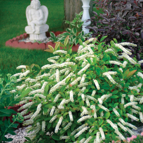 Henry's Garnet Virginia Sweetspire
