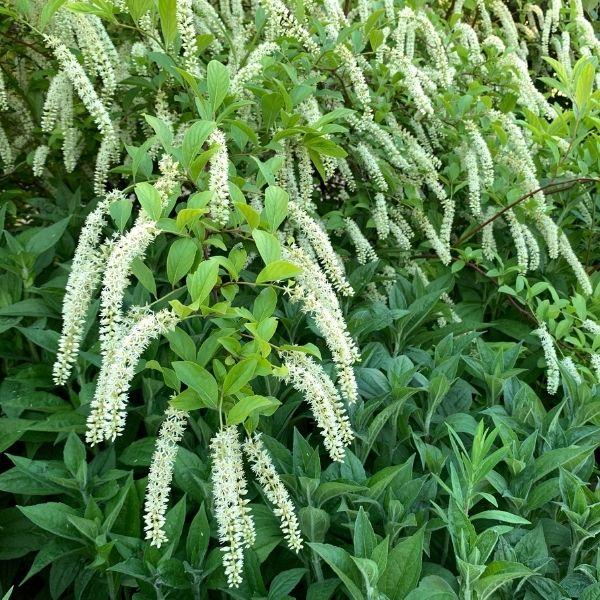 Henry's Garnet Virginia Sweetspire