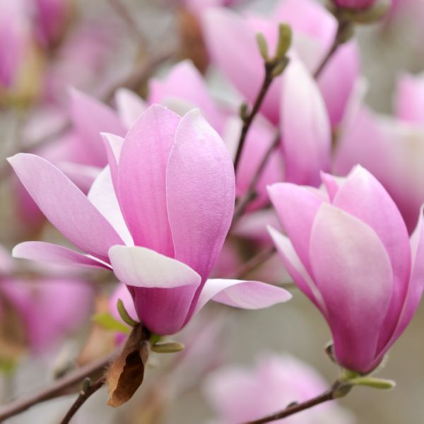 Jane Magnolia