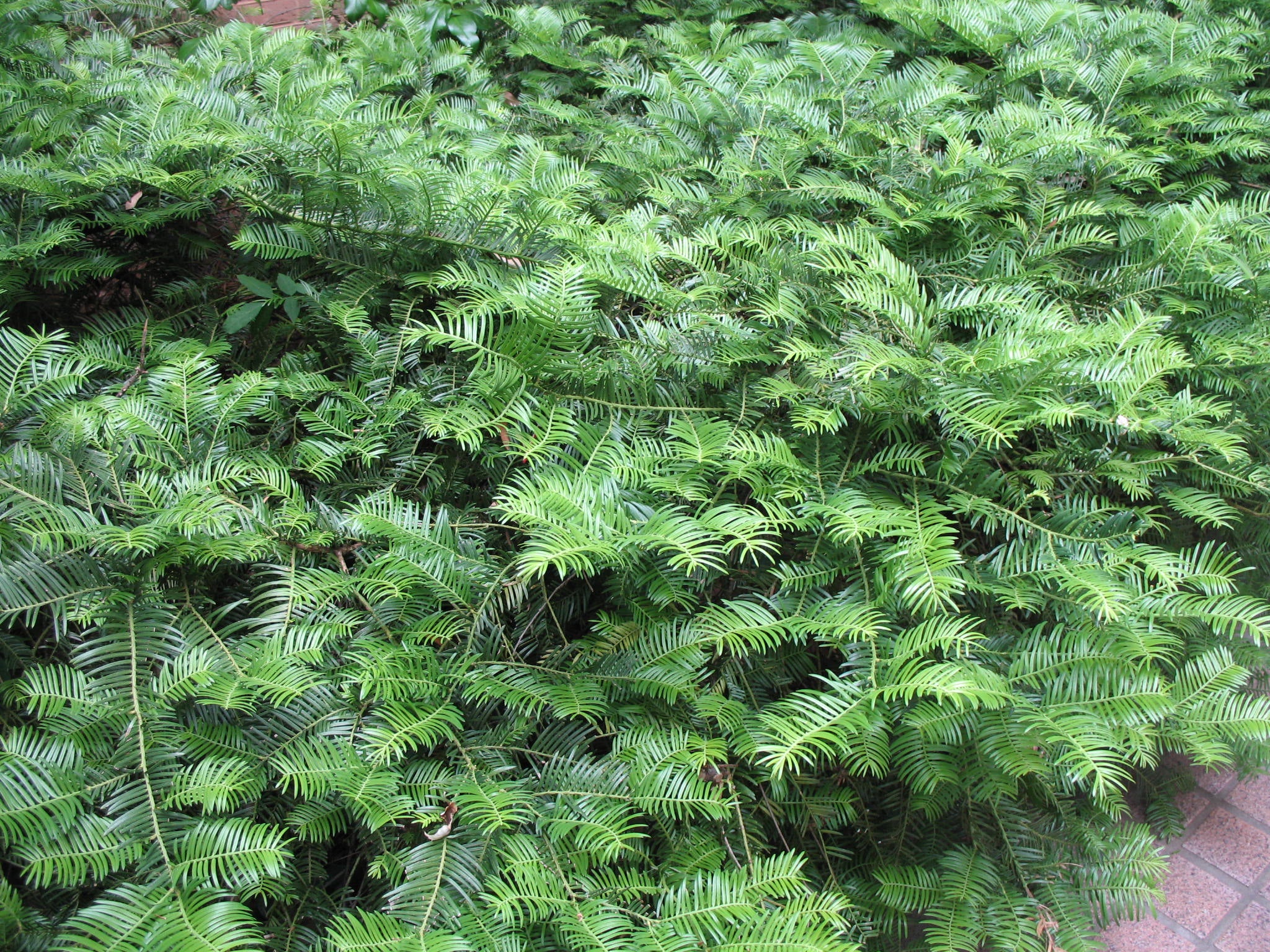 Drupacea Japanese Plum Yew