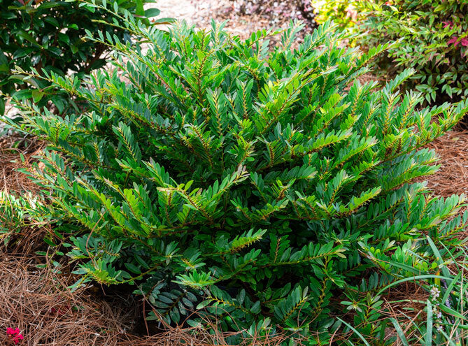 Jewel Box Distylium