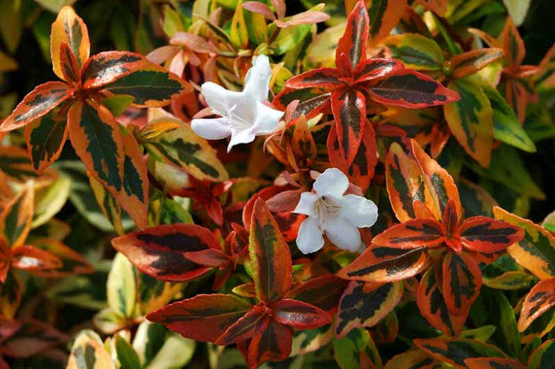 Kaleidoscope Abelia