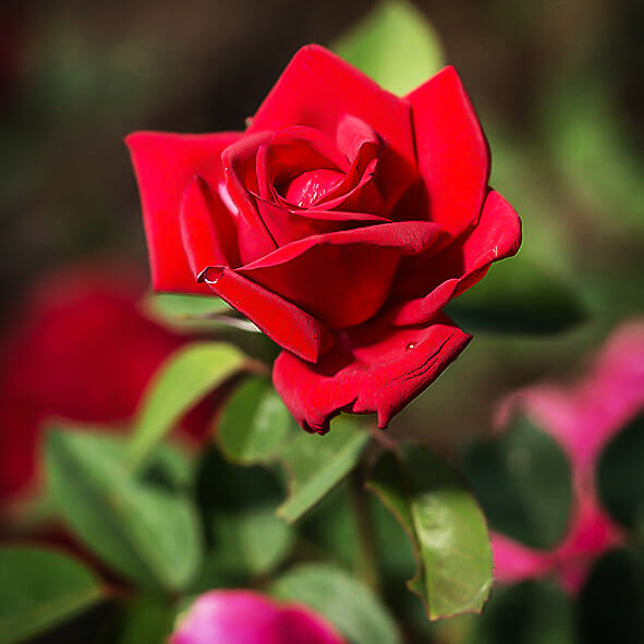 Kashmir Rose
