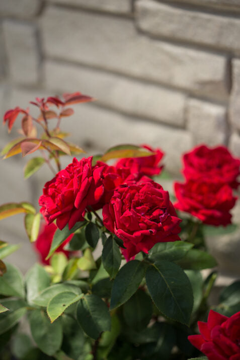 Kashmir Rose