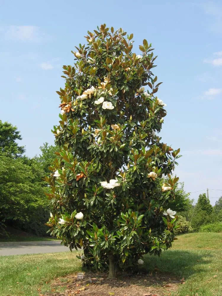 Kay Parris Magnolia