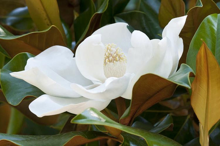 Kay Parris Magnolia