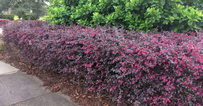 Kurobijin Loropetalum