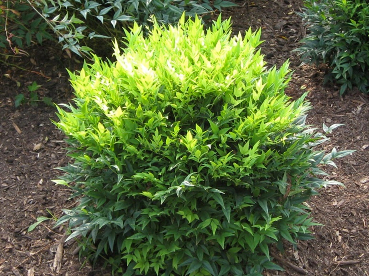 Lemon Lime Heavenly Bamboo