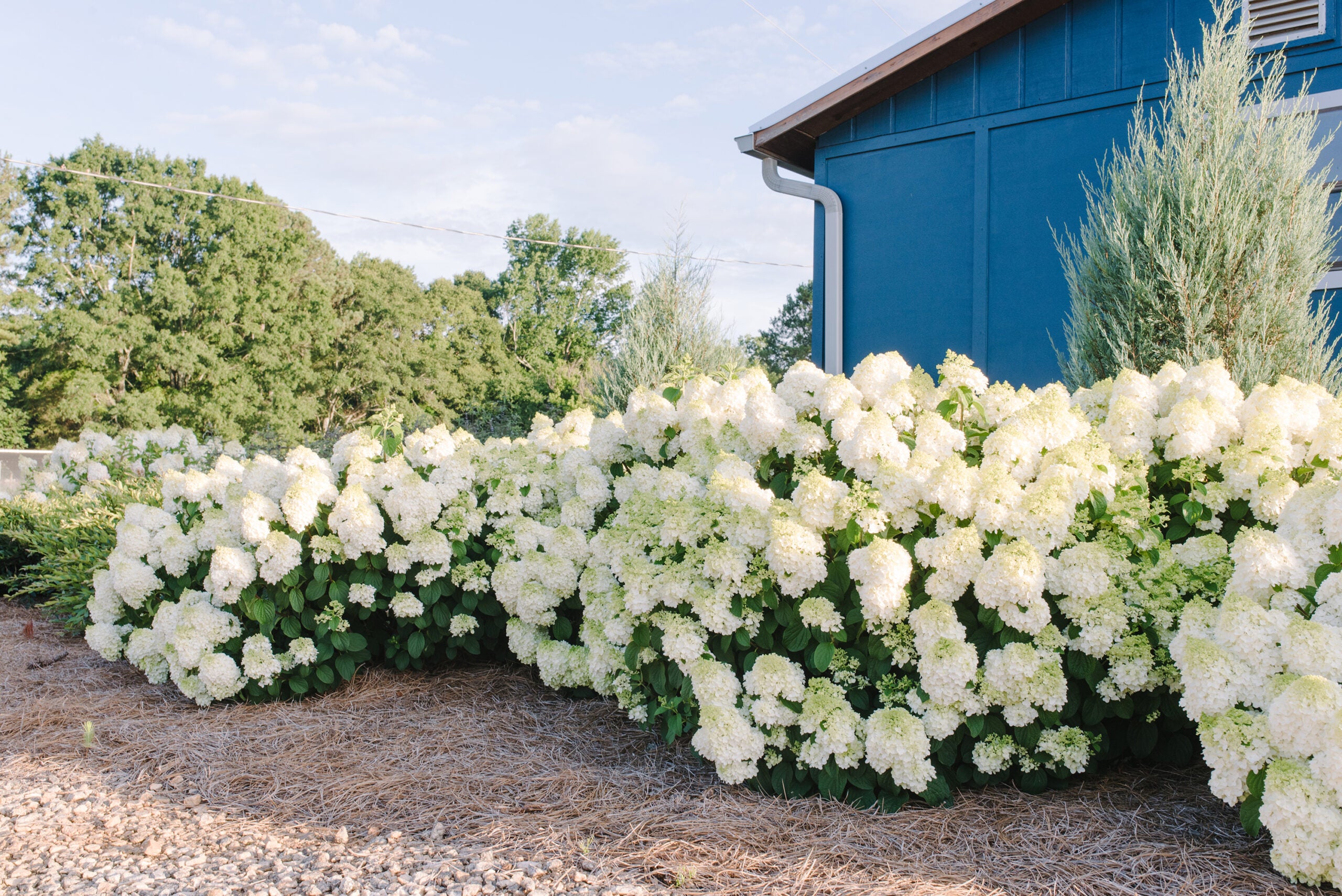 Little Hottie Hydrangea