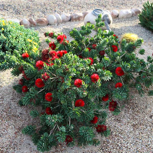 Little John Weeping Bottlebrush