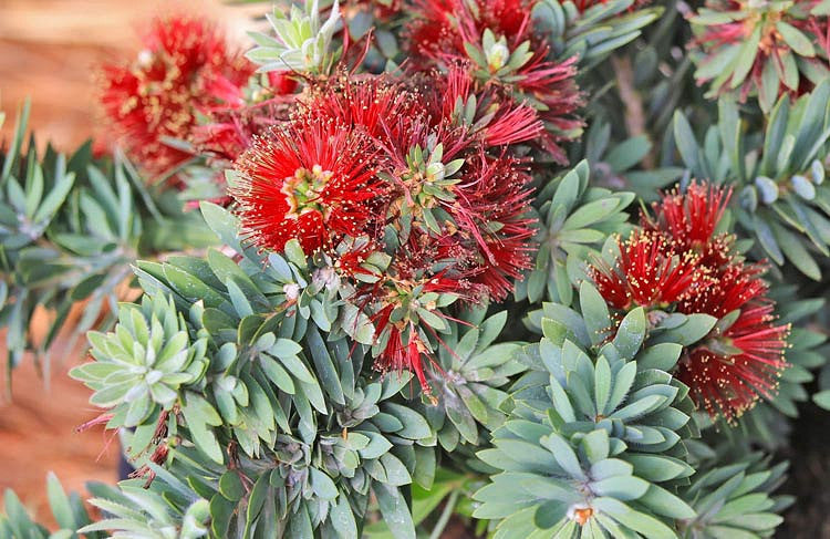 Little John Weeping Bottlebrush