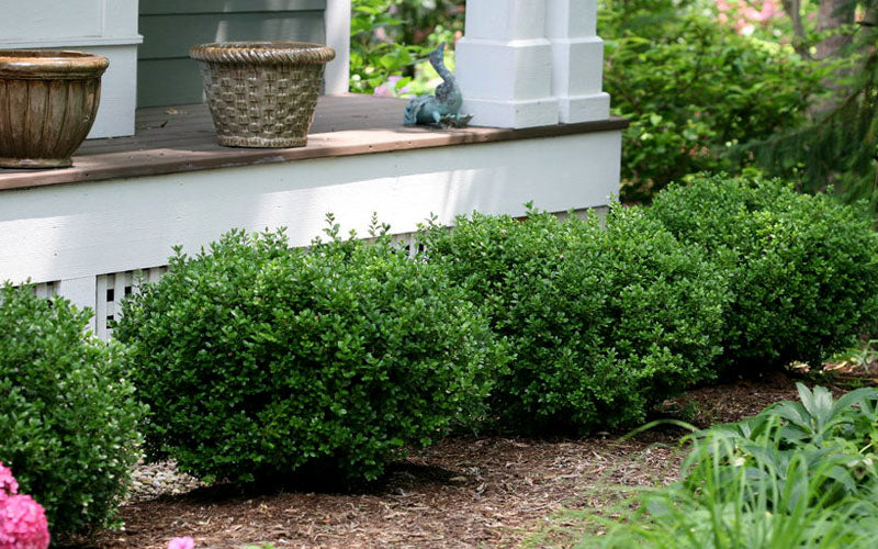 Little Missy Boxwood
