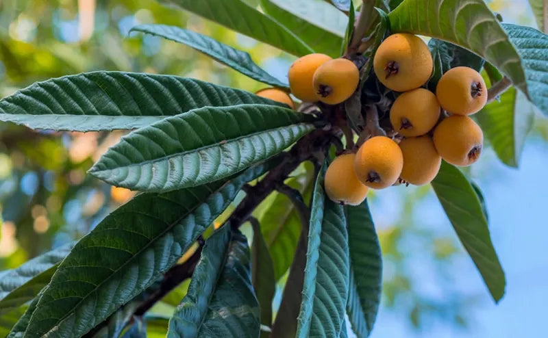 Loquat