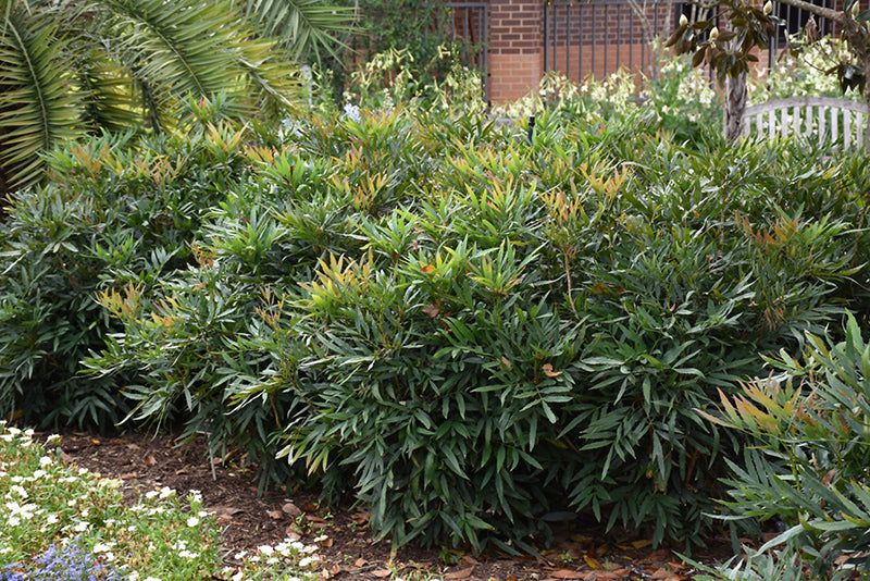 Fortunei Mahonia