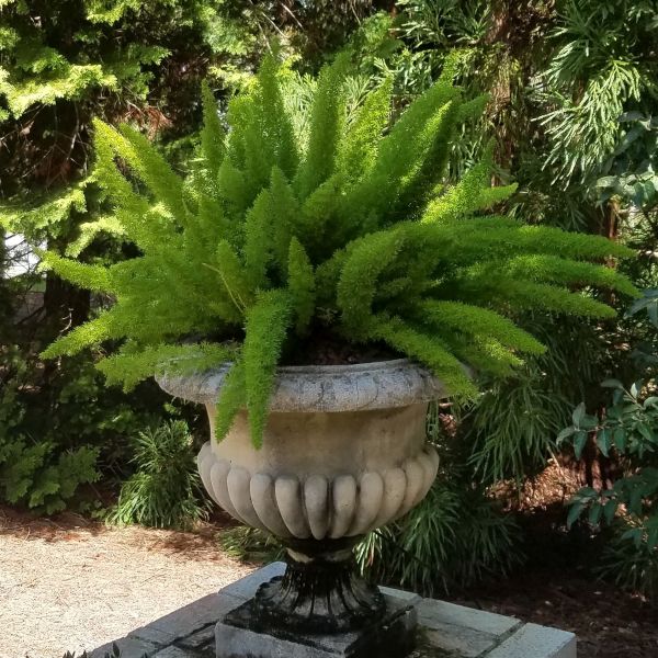 Myers Foxtail Fern